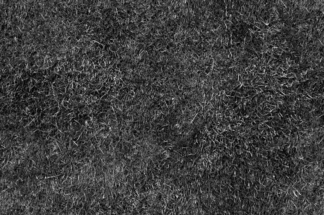 close-up of grass texture