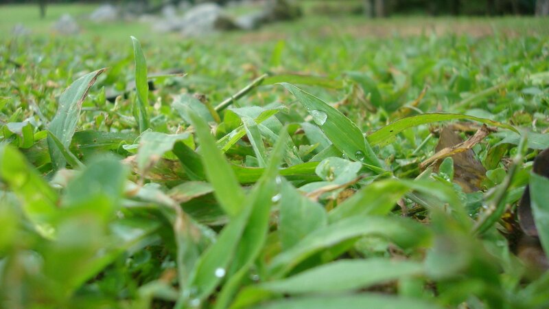 close-up of grass with dew