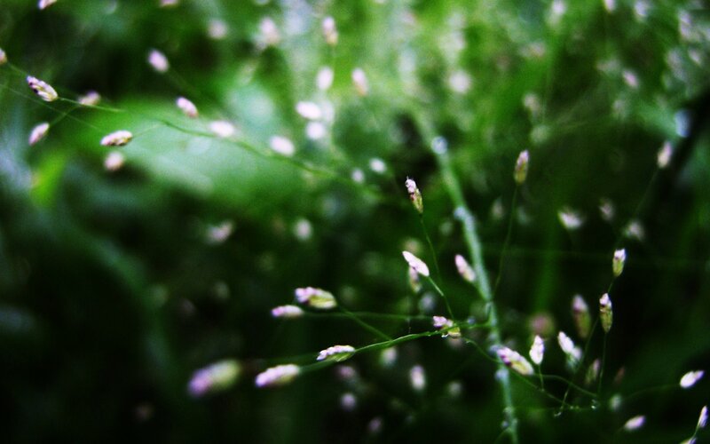 Close-up of grass with seed heads