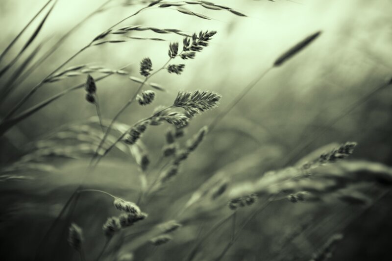 Close-up of Grasses — Gray