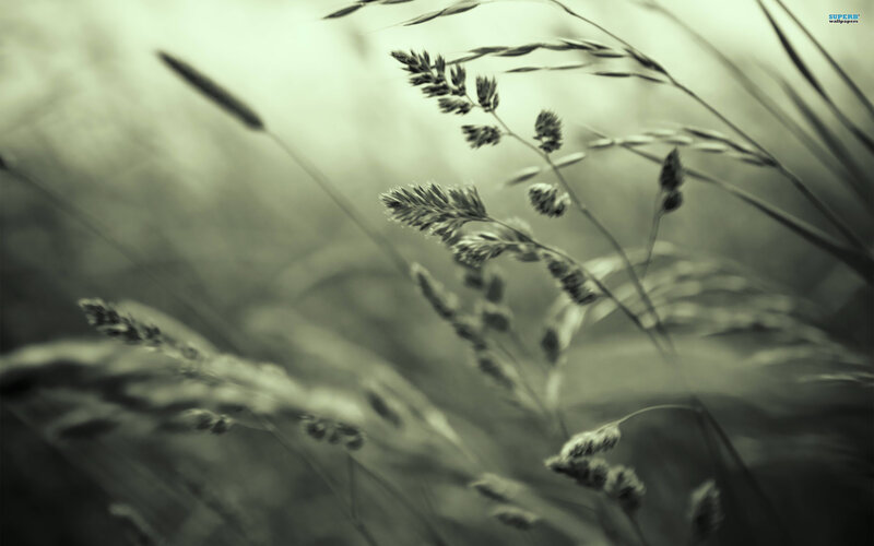 Close-up of Grasses