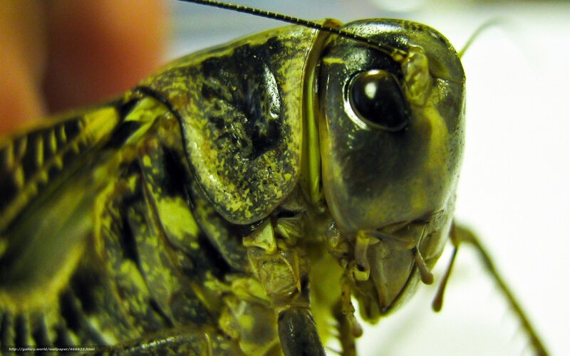 Close-up of Grasshopper — Green