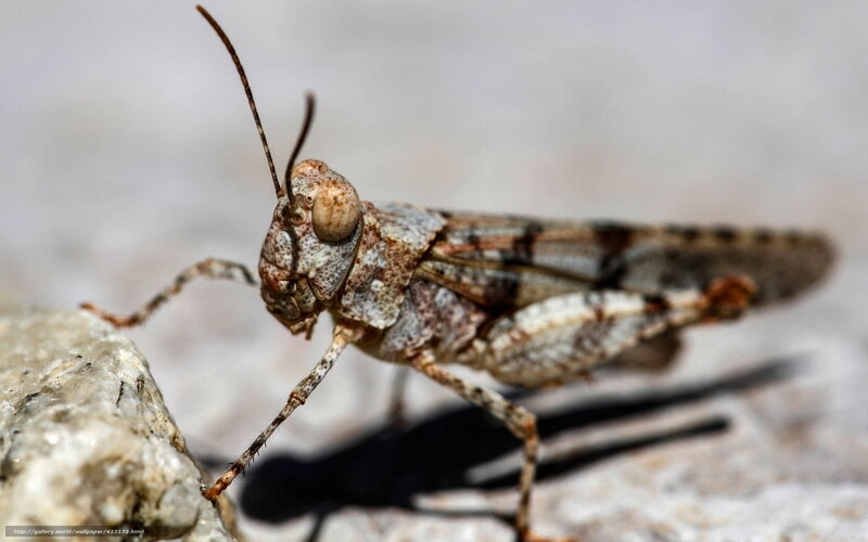 Close-up of Grasshopper