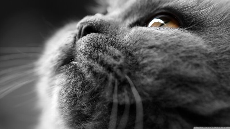 Close-up of Gray Cat — Calm, Photograph, Eye