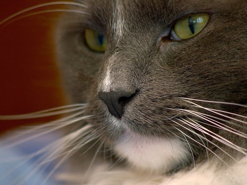 Close-up of Gray Cat — Calm