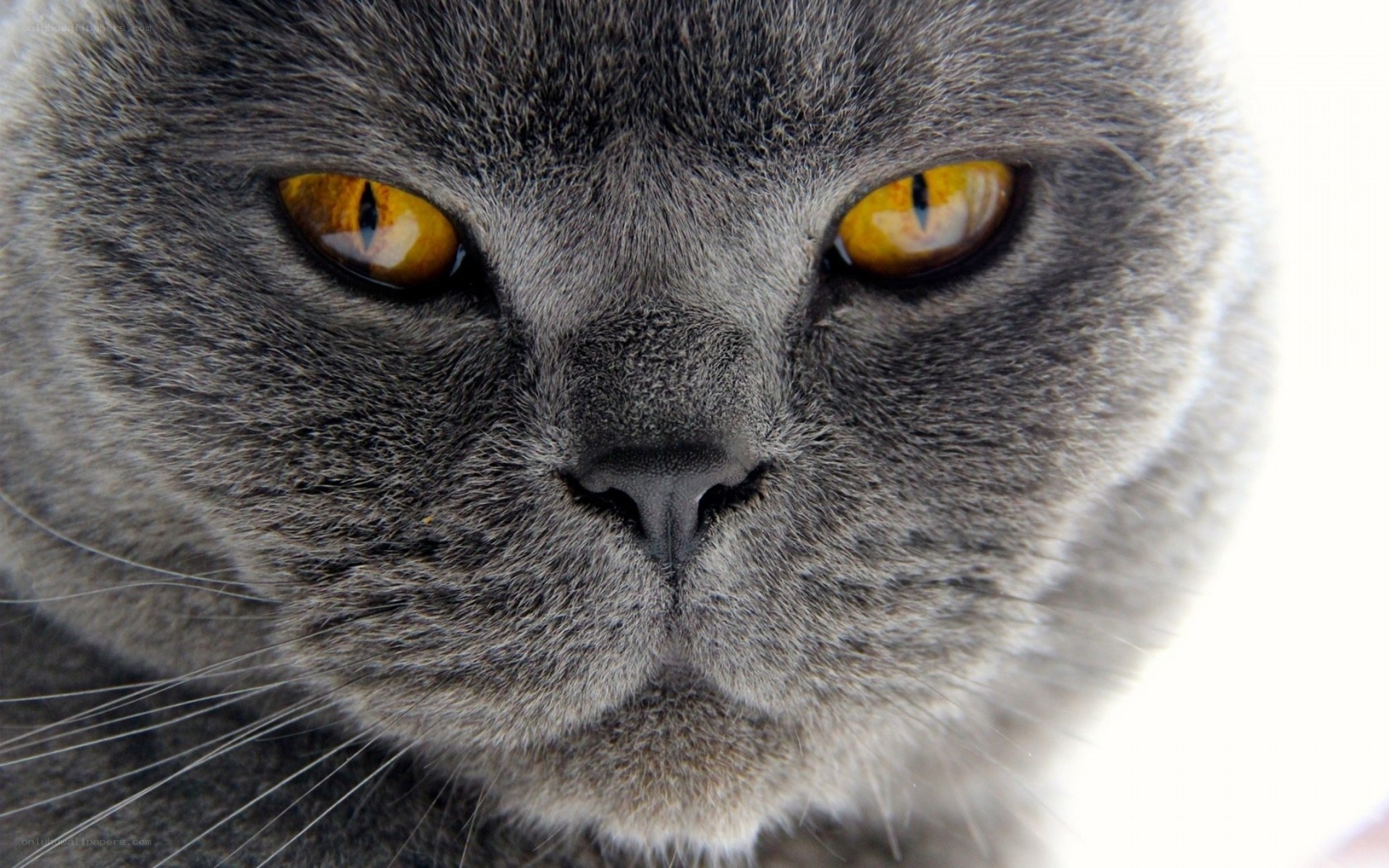 close-up of gray cat face
