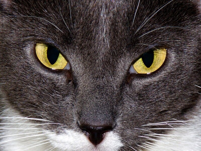 Close-up of Gray Cat Face — Intense