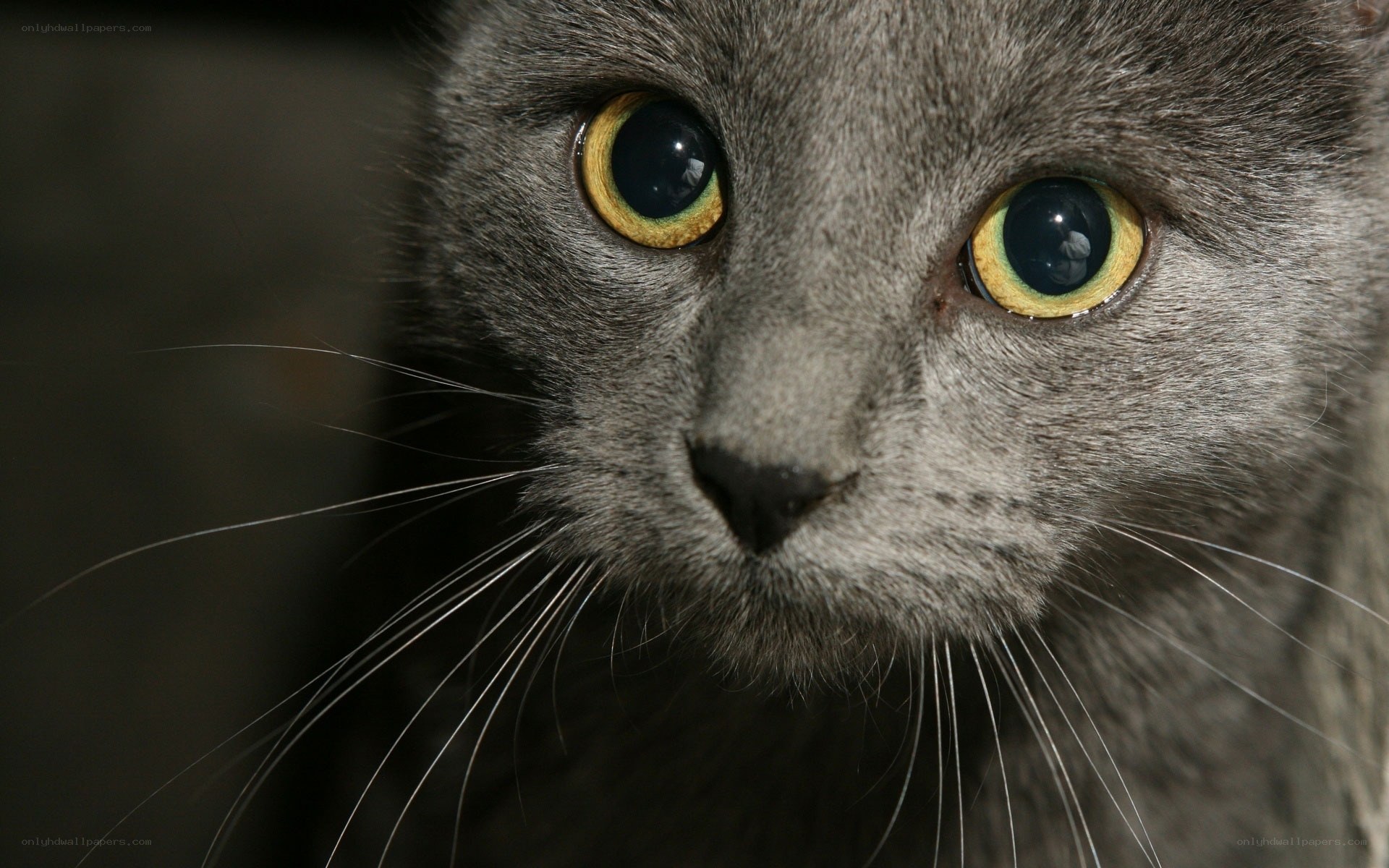 close-up of gray cat face