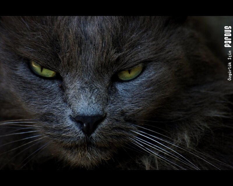 Close-up of Gray Cat — Intense, Photograph, Eyes