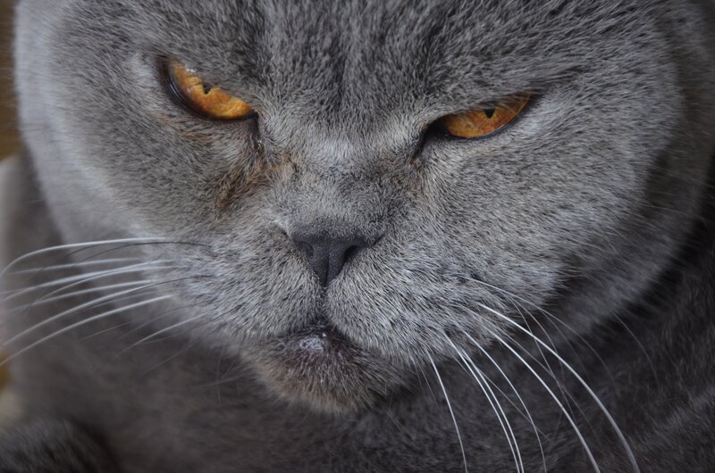 Close-up of Gray Cat — Intense