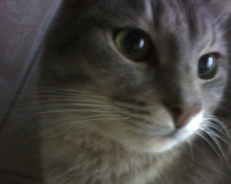 Close-up of Gray Tabby Cat