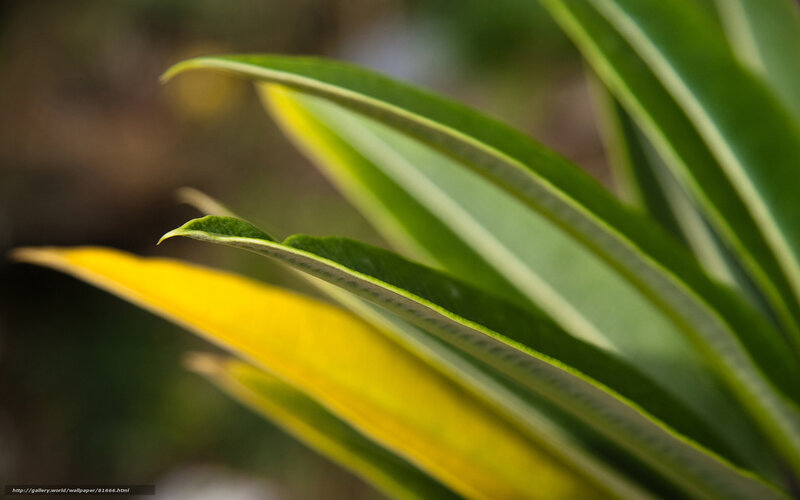 Close-up of green and yellow leaves
