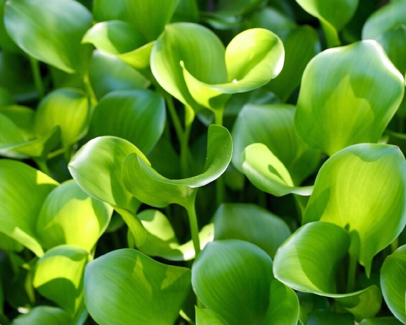 Close-up of green aquatic leaves