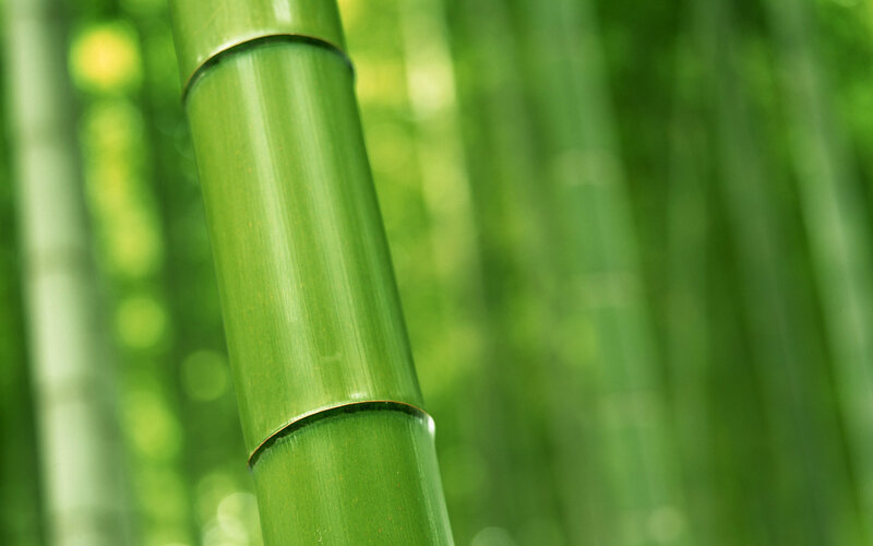 Close-up of green bamboo stalk