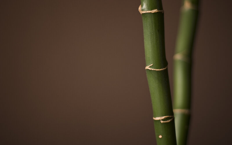 Close-up of green bamboo stalks