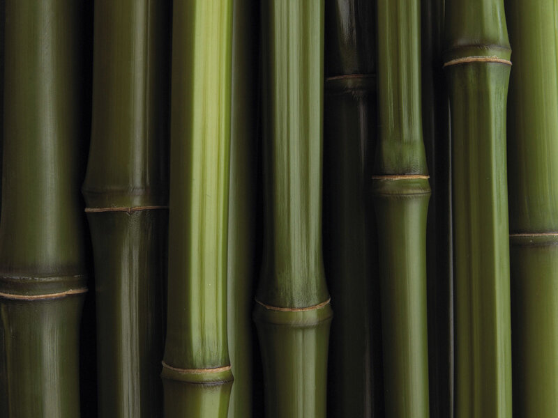 Close-up of green bamboo stalks