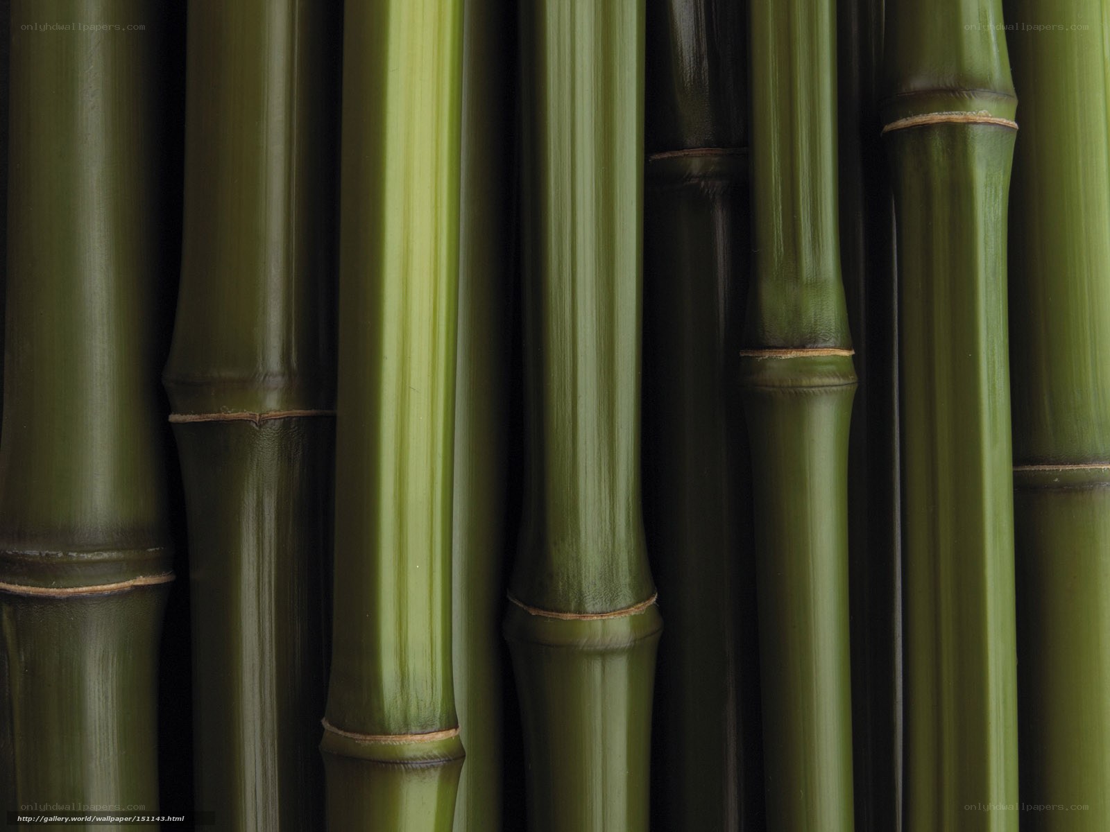 Close-up of green bamboo stalks