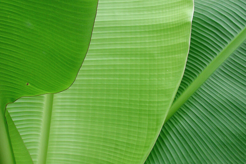 close-up of green banana leaves