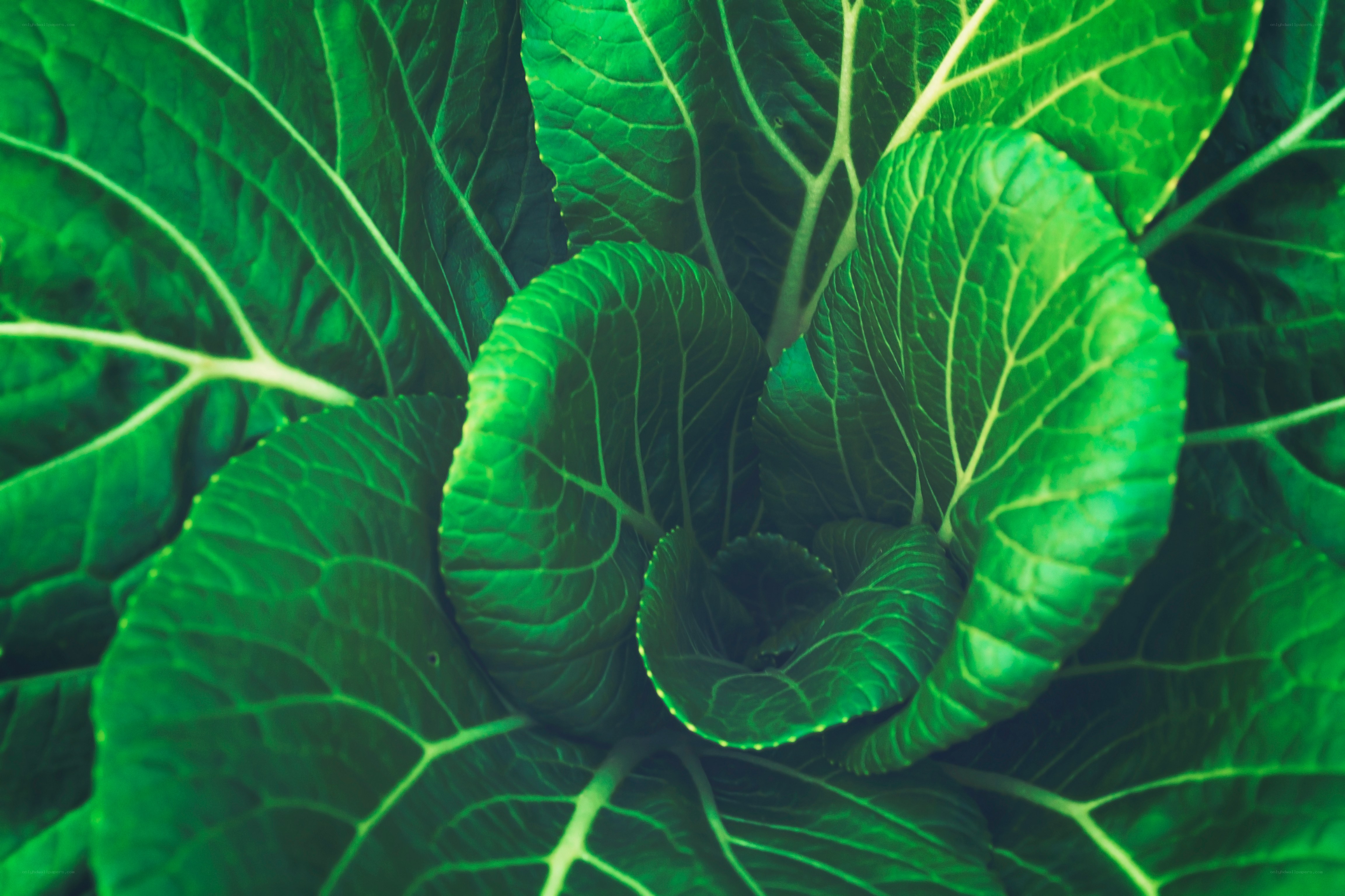 close-up of green cabbage leaves
