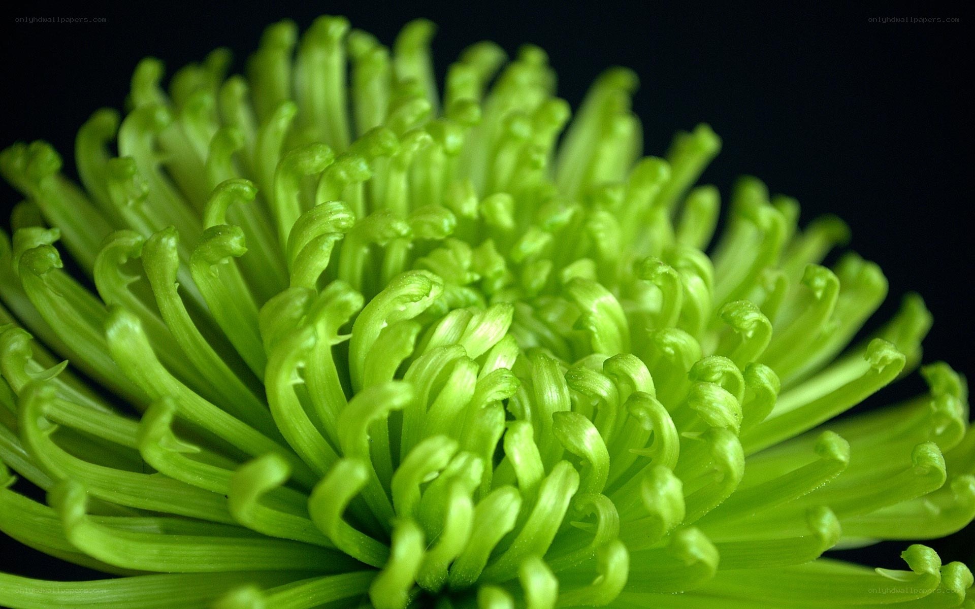 Close-up of green chrysanthemum