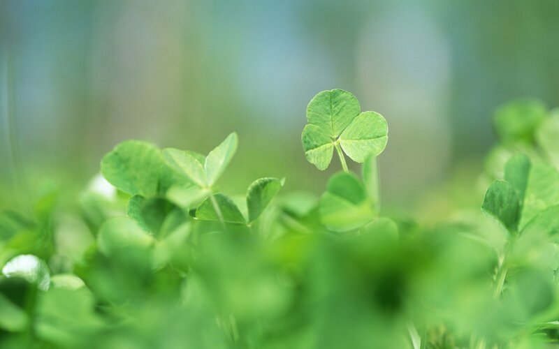Close-up of green clover leaves