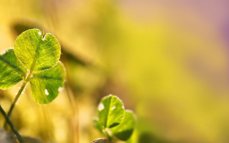 Close-up of green clover leaves