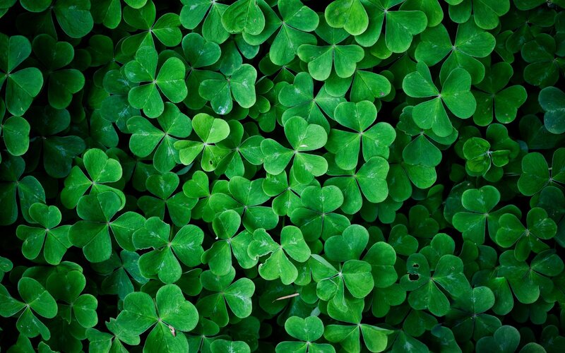 Close-up of green clover leaves