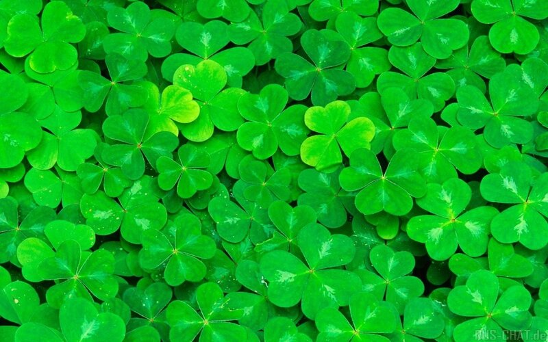 Close-up of green clover leaves