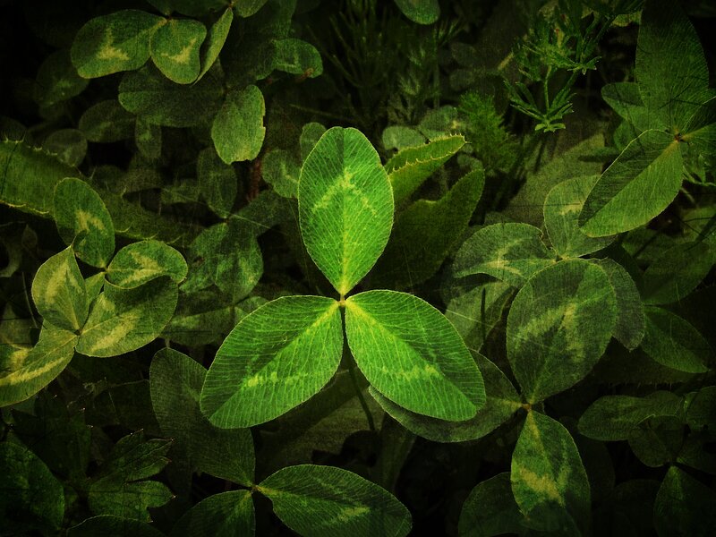 Close-up of green clover leaves