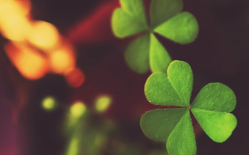 Close-up of green clovers