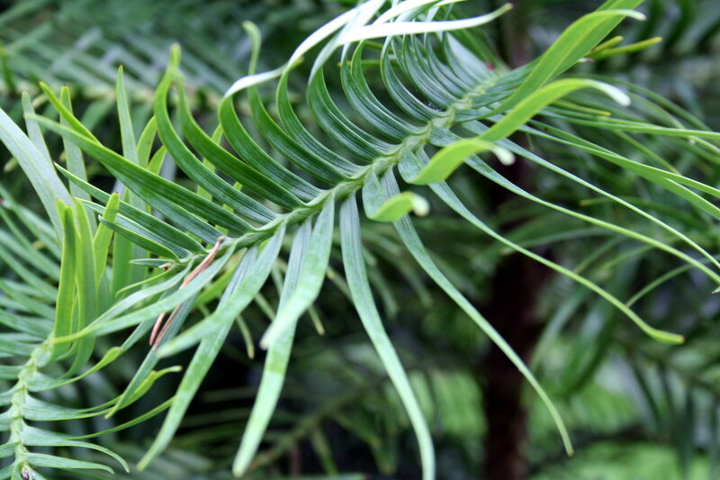 close-up of green conifer needles