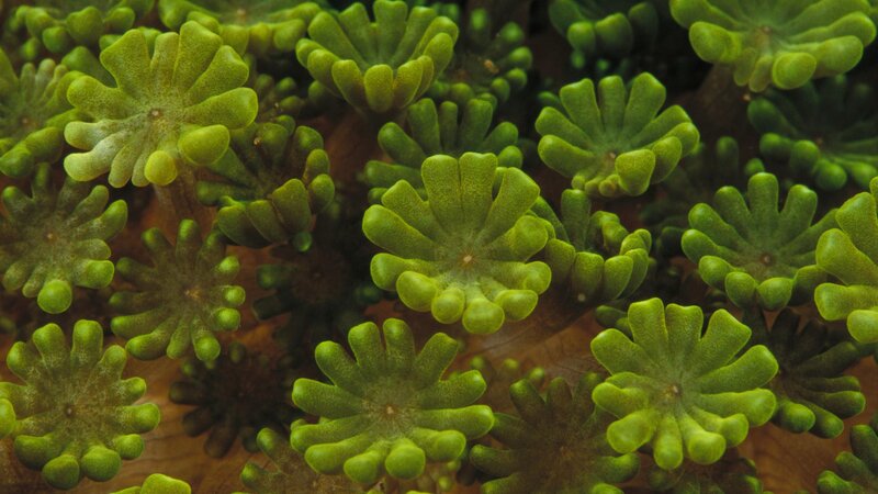 Close-up of green coral polyps