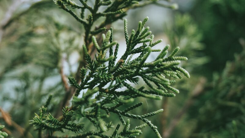 Close-up of green evergreen branches