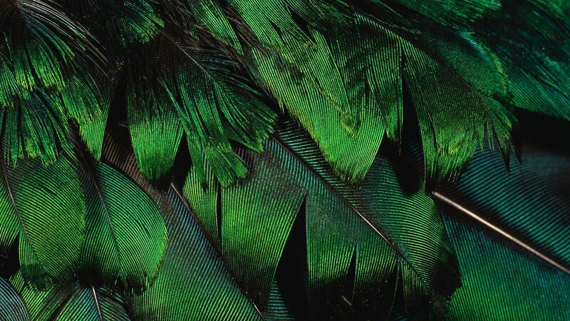 Close-up of green feathers