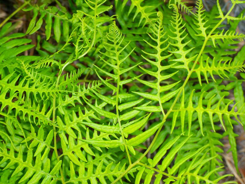 Close-up of green fern fronds