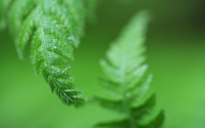 Close-up of green fern fronds