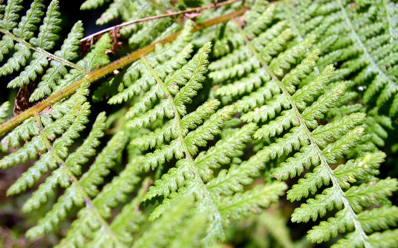 Close-up of green fern fronds