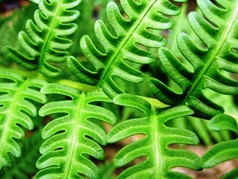 Close-up of green fern fronds