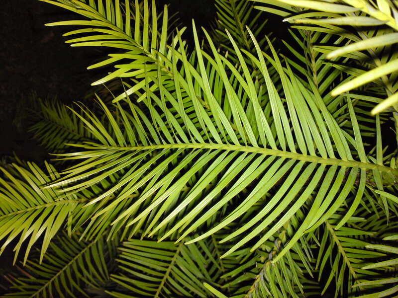 close-up of green fern fronds