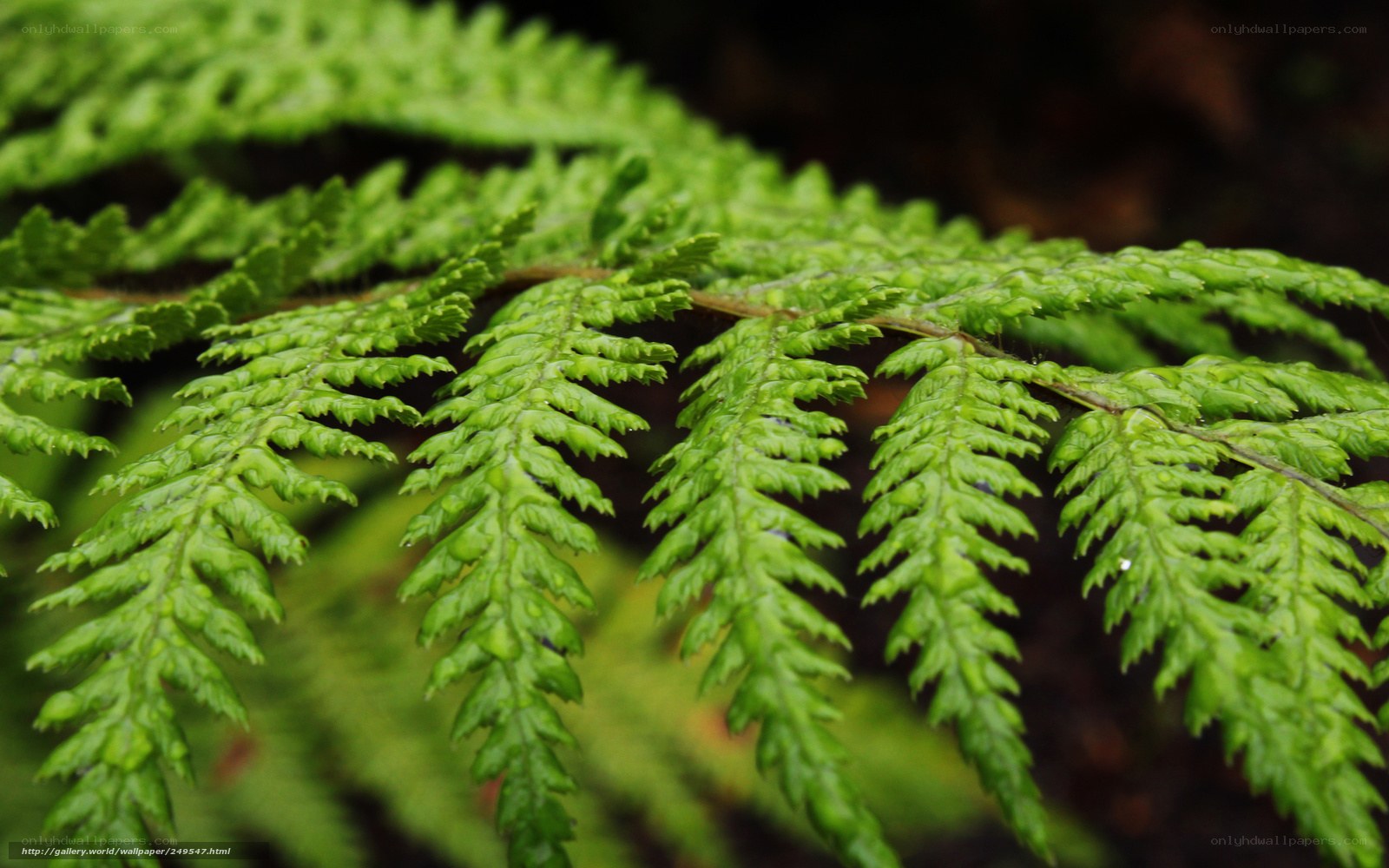 Close-up of green fern fronds