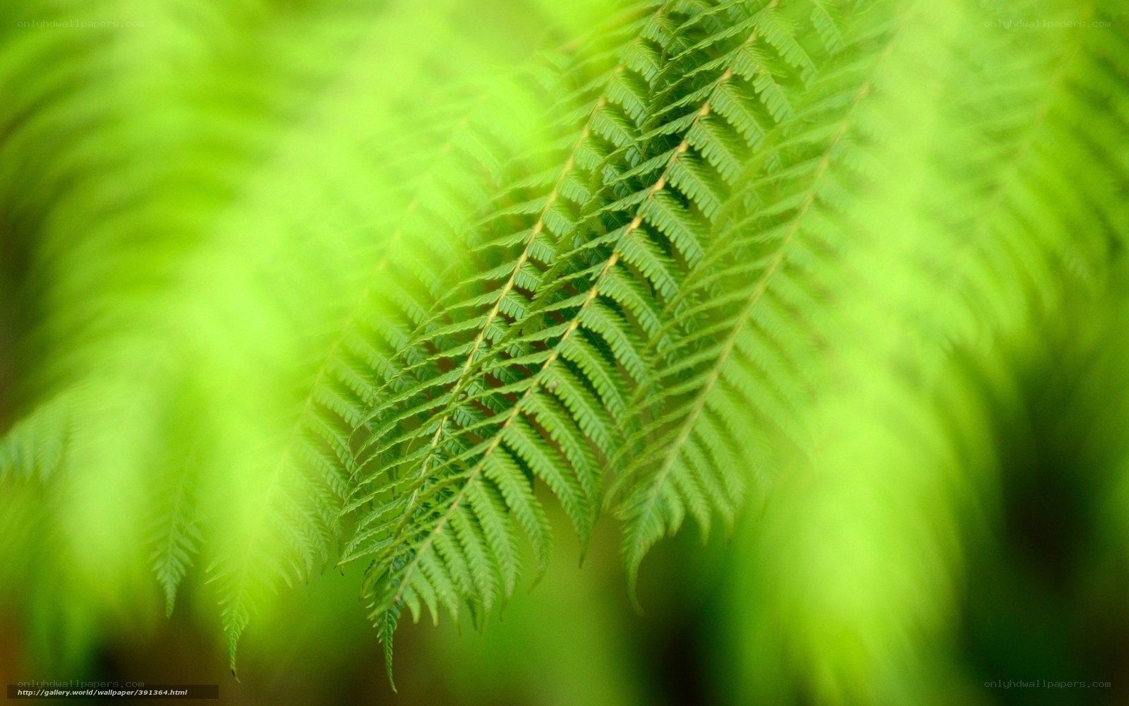 Close-up of green fern leaf