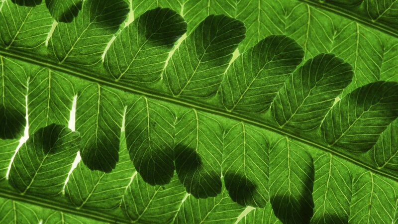 close-up of green fern leaf