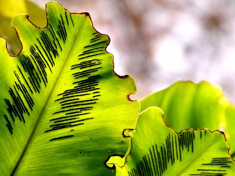 Close-up of green fern leaf