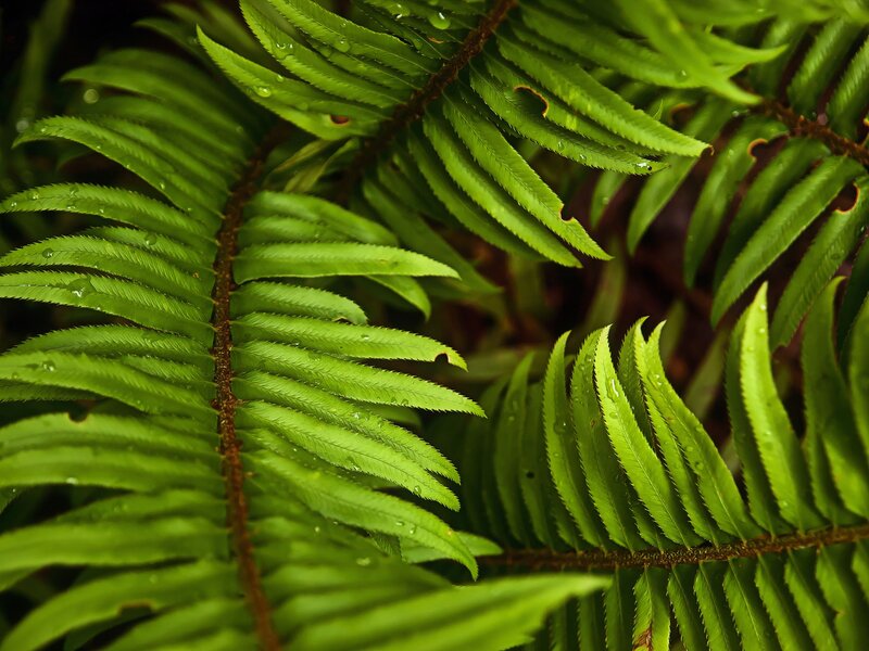 Close-up of green fern leaves