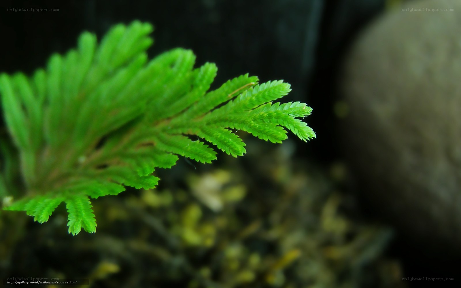 Close-up of green fern leaves