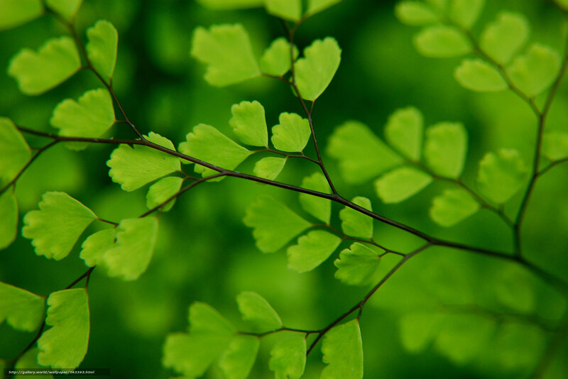 Close-up of green fern leaves
