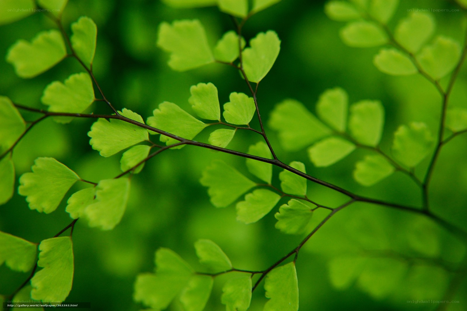 Close-up of green fern leaves