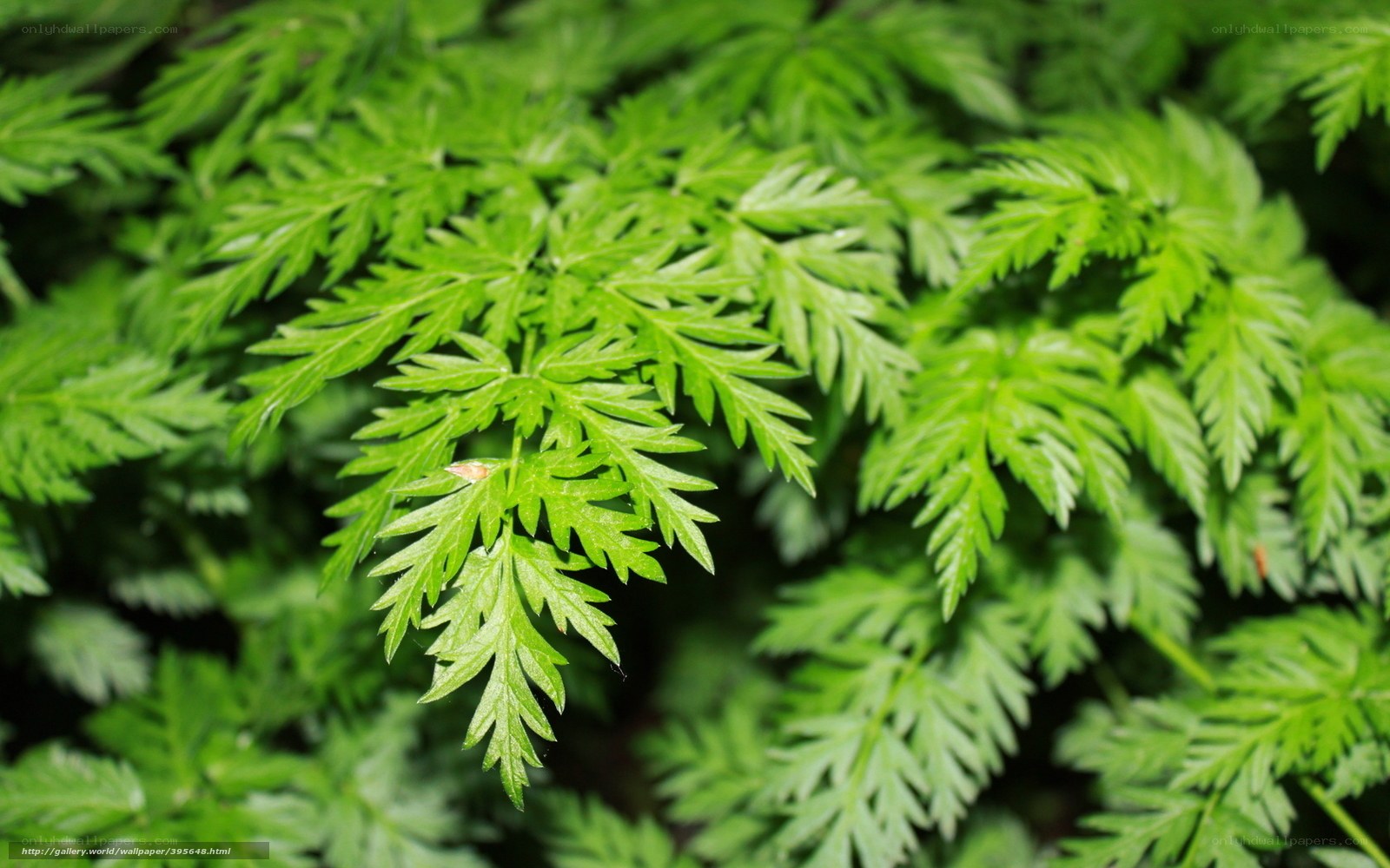 Close-up of green fern leaves