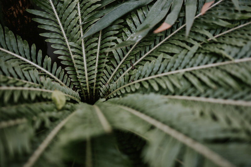 Close-up of green fern leaves