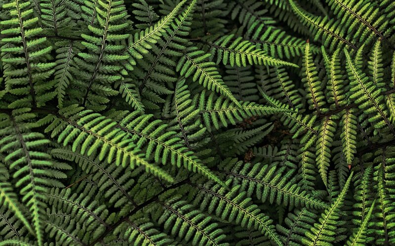 Close-up of green fern leaves